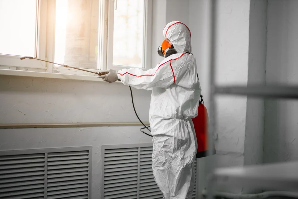 Professional mold remediation services in Boston, NY